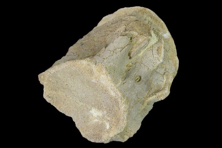 Fossil Mosasaur (Platecarpus) Caudal Vertebra - Kansas #139322
